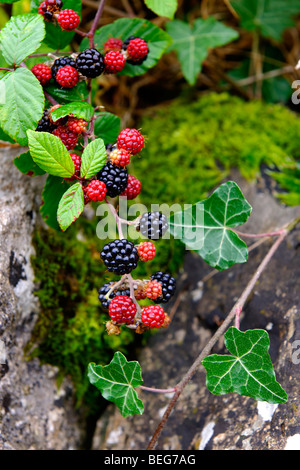 Brombeeren Stockfoto