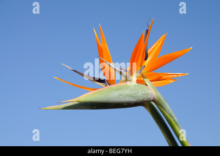 Strelitzia oder Paradiesvogel Blume gegen blauen Himmel Stockfoto