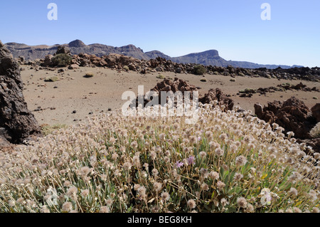 Vulkanlandschaft im Teide-Nationalpark, Teneriffa-Spanien Stockfoto