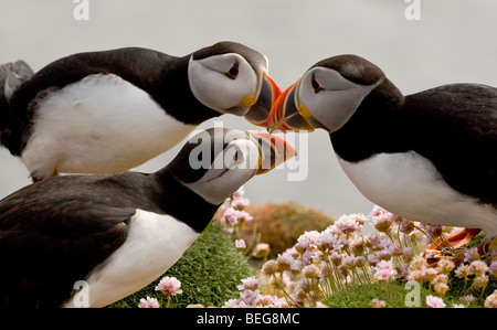 Papageientaucher Rechnung Tippen auf Fair Isle Shetland Stockfoto