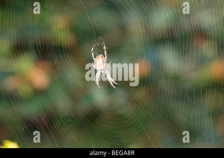 Eine UK-Garten (oder Kreuz) Spinne sitzt im Netz Stockfoto