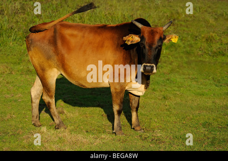 Zwergzebu Kuh (Bos Taurus Indicus, Bos Indicus) Zwerg-Zebu-Rinder, Kuh • Ostalbkreis, Baden-Württemberg, Deutschland, Deutschland Stockfoto