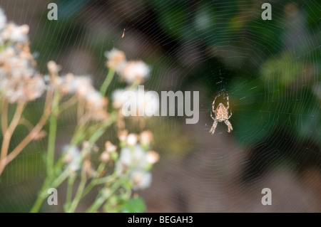 Eine UK-Garten (oder Kreuz) Spinne sitzt im Netz Stockfoto