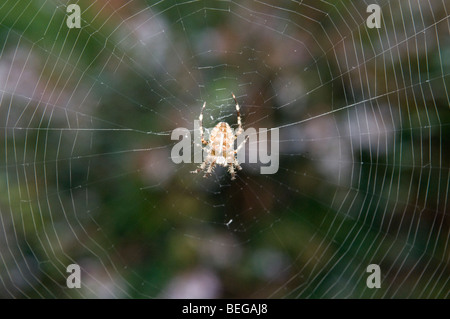 Eine UK-Garten (oder Kreuz) Spinne sitzt im Netz Stockfoto