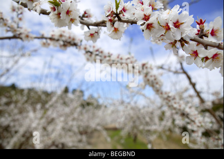 Weiße Mandelbaum Blumen auf mediterrane Vorfrühling Stockfoto