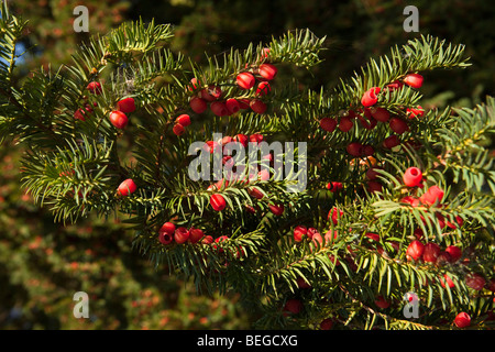 England, Cambridgeshire, Hemingford Grey, St James Kirchhof, Reife rote Eibe Baum Beeren Stockfoto