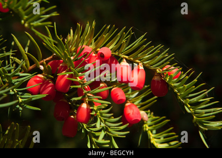 England, Cambridgeshire, Hemingford Grey, St James Kirchhof, Reife rote Eibe Baum Beeren Stockfoto