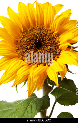 Sonnenblume auf einer rein weißen Hintergrund isoliert Stockfoto