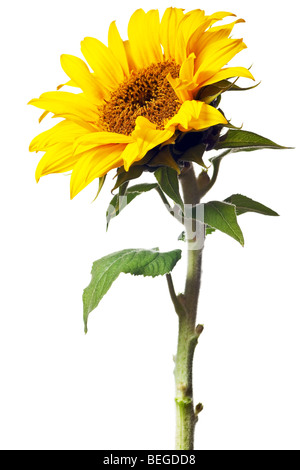 Sonnenblume auf einer rein weißen Hintergrund isoliert Stockfoto