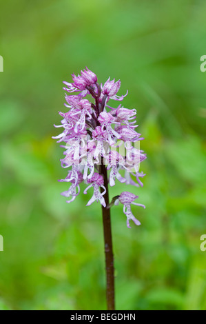 Affe Orchidee / Lady Orchid Hybrid (Orchis Purpurea X simia). Hartslock Nature Reserve, Oxfordshire, England Stockfoto