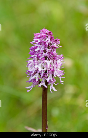 Affe Orchidee / Lady Orchid Hybrid (Orchis Purpurea X simia). Hartslock Nature Reserve, Oxfordshire, England Stockfoto