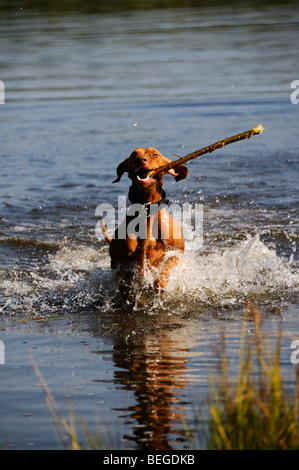 Stock Foto von einem Hund einen Stock aus einem See holen. Stockfoto