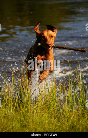 Stock Foto von einem Hund einen Stock aus einem See holen. Stockfoto