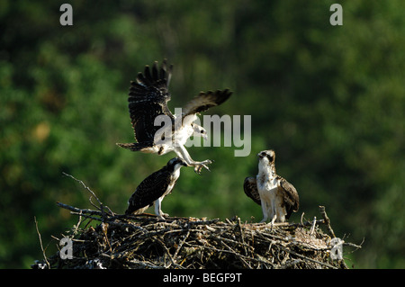 Fischadler (Pandion Haliaetus), Jungvögel im Nest fliegen lernen Stockfoto