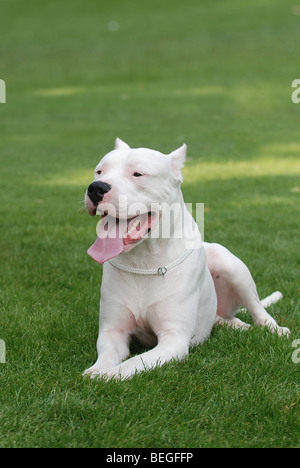 Argentinische Hund / Dogo Argentino Porträt im Garten Stockfoto