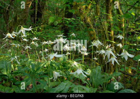 Oregon Fawn Lily (Erythronium Oregonum) Stockfoto