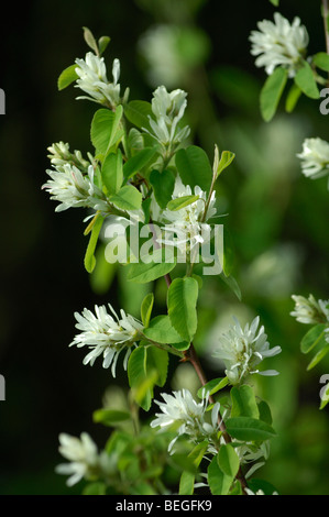 Indische Pflaume (Oemleria Cerasiformis) Stockfoto