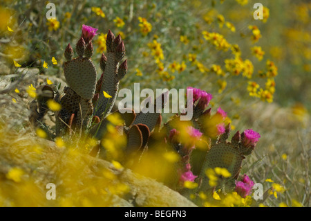 Beavertail Kaktus (Opuntia Basilaris) Stockfoto