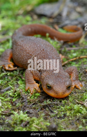 Rau-enthäuteten Newt (Taricha Granulosa) Stockfoto