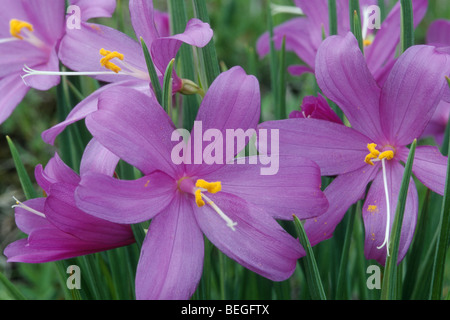Grass Witwen (Olsynium Douglasii) Stockfoto