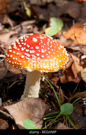 Fliege Agaric (Amanita Muscaria) wächst unter den Herbst Detritus in den bergigen Wäldern des Togakushi in Japan. Stockfoto