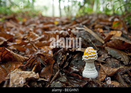 Gelber Fliegenpilz (Amanita Muscaria), schöne frische junge Wachstum der aufstrebenden Amanita, Laub und Herbst Detritus in Wäldern von Japan Stockfoto