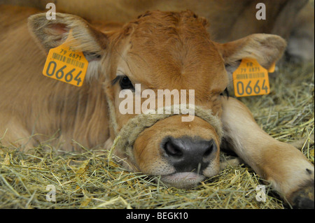 Kälbchen auf dem Display an Vieh Viehschau in Parthenay, Deux-Sèvres, Frankreich. Stockfoto