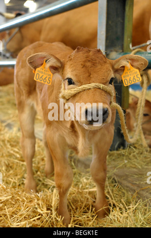 Kälbchen auf dem Display an Vieh Viehschau in Parthenay, Deux-Sèvres, Frankreich. Stockfoto