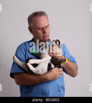 Ältere männliche Tierarzt mit einem Haustier Katze, Pfote in eine grüne bandage Stockfoto