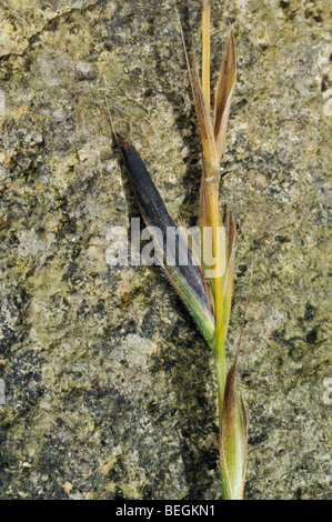 Mutterkorn-Pilz auf Rasen - Claviceps purpurea Stockfoto