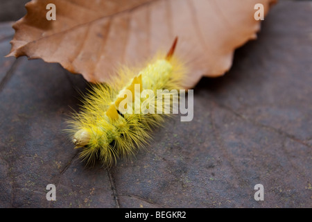 Die seltsam aussehende blass Tussock Moth Raupe (Dasychira Pudibunda) in Togakushi, Japan Stockfoto