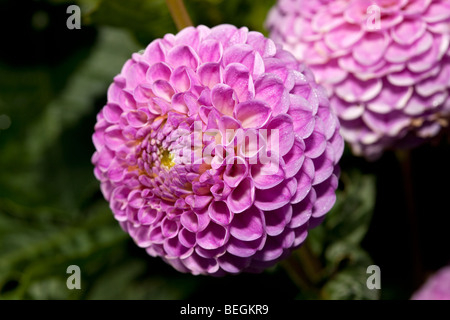 "Pomponette 'Pompon Dahlien, Pompondahlia (Dahlia x Hortensis) Stockfoto