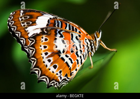 Orange Florfliege Schmetterling auf dem Blatt Stockfoto