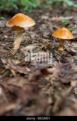 Young Bolete (Suillus Grevillei) wächst in den Wäldern von Togakushi, Japan Stockfoto