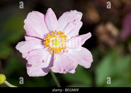 'Königin Charlotte Königin Charlotte' Japanische Anemone, Höstanemon (Anemone x hybrida) Stockfoto