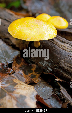 Bunten Pholiota Spp der Pilz wächst auf einem gefallenen toten Baum in den Wäldern von Togakushi, Japan Stockfoto