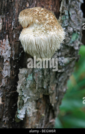 Hericium Erinaceus der Löwe Mähne Pilz wächst auf Eiche in Japan. Einzigartige und ungewöhnliche Pilz, essbare Arzneimittel wild Essen, Yamabushitake Stockfoto