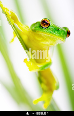 Kleinen grünen Laubfrosch sitzt auf Grashalm Stockfoto