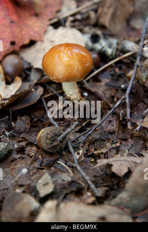 Young Bolete (Suillus Grevillei) wächst in den Wäldern von Togakushi, Japan Stockfoto