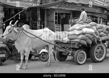 Einer der Indien die viele heilige Kühe am Arbeitsplatz und Schultern eine schwere Bürde in Delhi, Indien Stockfoto