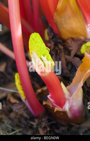 Rhabarber Rheum rhaponticum Stockfoto