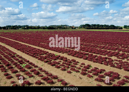 Red Rüschen Salate wachsen in Reihen im Sonnenlicht in die Landschaft von Suffolk in Bawdsey Stockfoto