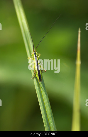 Kurz-Winged Kegel Kopf (Conocephalus Dorsalis) Nymphe. Stockfoto