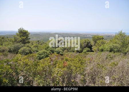 Israel, Carmel Berg, Shekef Wald, Stockfoto