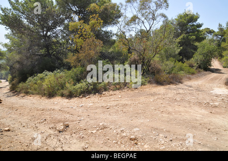 Israel, Carmel Berg, Shekef Wald, Stockfoto