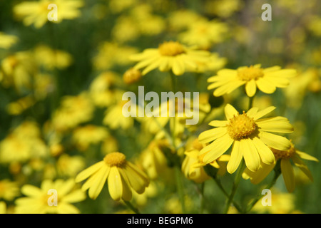 Israel, goldene Queller (Inula Crithmoides) Stockfoto