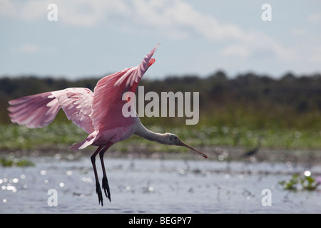 Rosige Löffler kommen, um auf den Myakka River in Florida landen Stockfoto