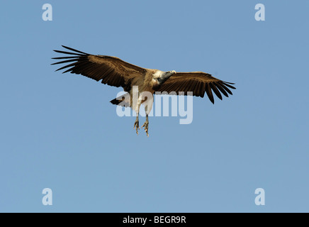 Indischer Geier, abgeschottet Indicus, Landung Stockfoto