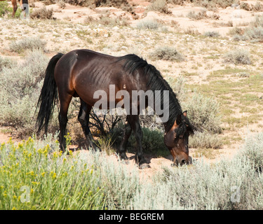 kostenlose Roaming-Mustang Hengst in der Pryor Wildpferd Bergkette in Wyoming Stockfoto