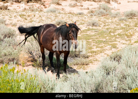 kostenlose Roaming-Mustang Hengst in der Pryor Wildpferd Bergkette in Wyoming Stockfoto